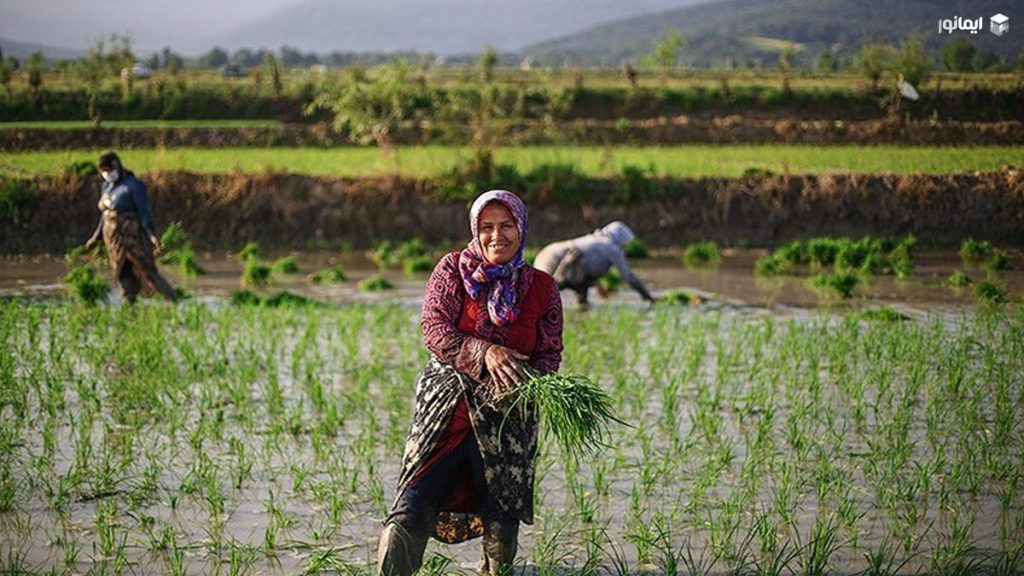 بانوان کشاورز و دامپرور